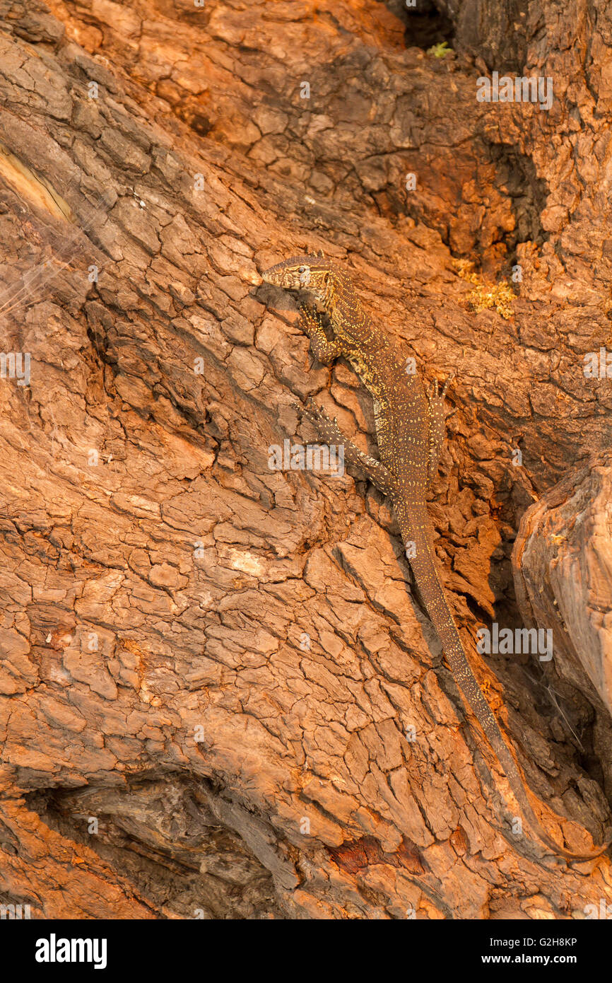 L'elemento di monitoraggio presenza acqua Lizard sul lato di un albero, ben mimetizzata, nel Chobe National Park, Botswana, Africa. Foto Stock