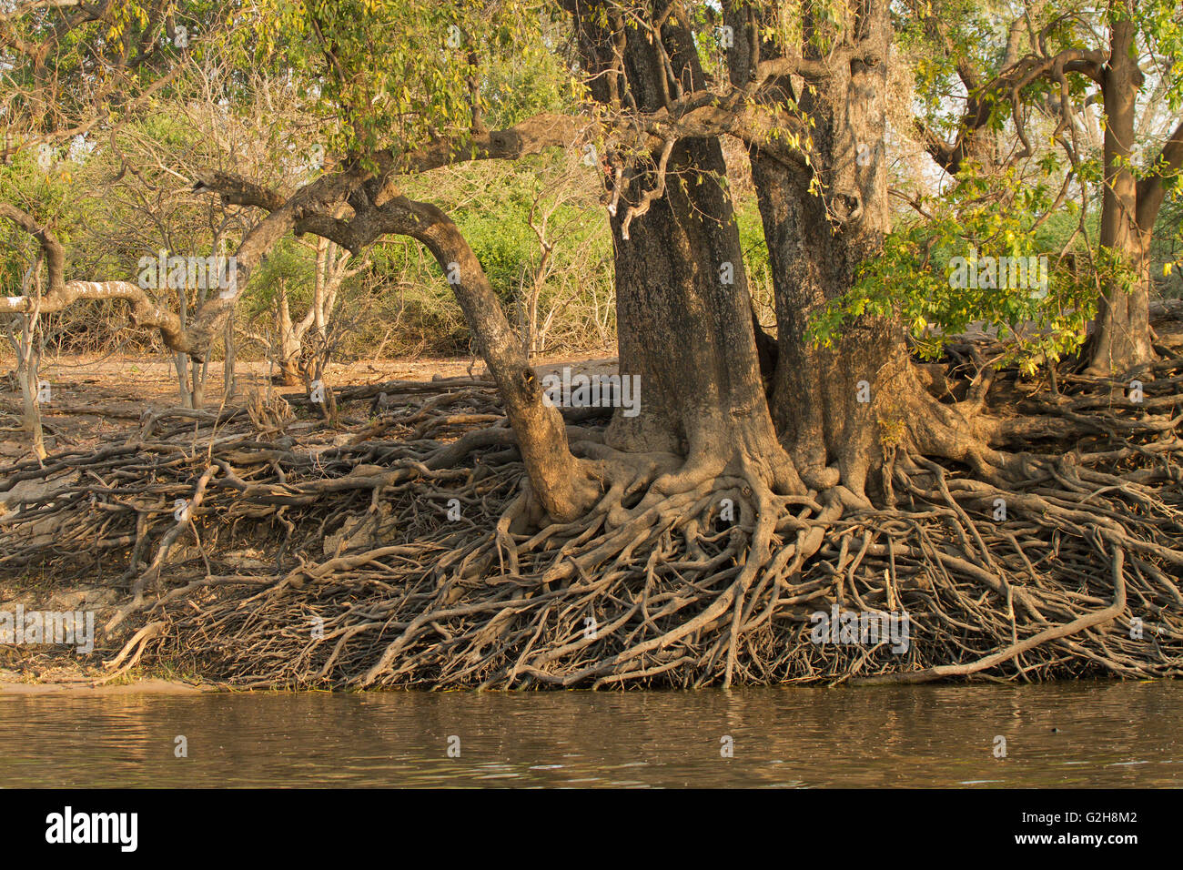 Common Wild Fig Tree con antenna di struttura di radice lungo il fiume Chobe nel Chobe National Park, Botswana, Africa Foto Stock