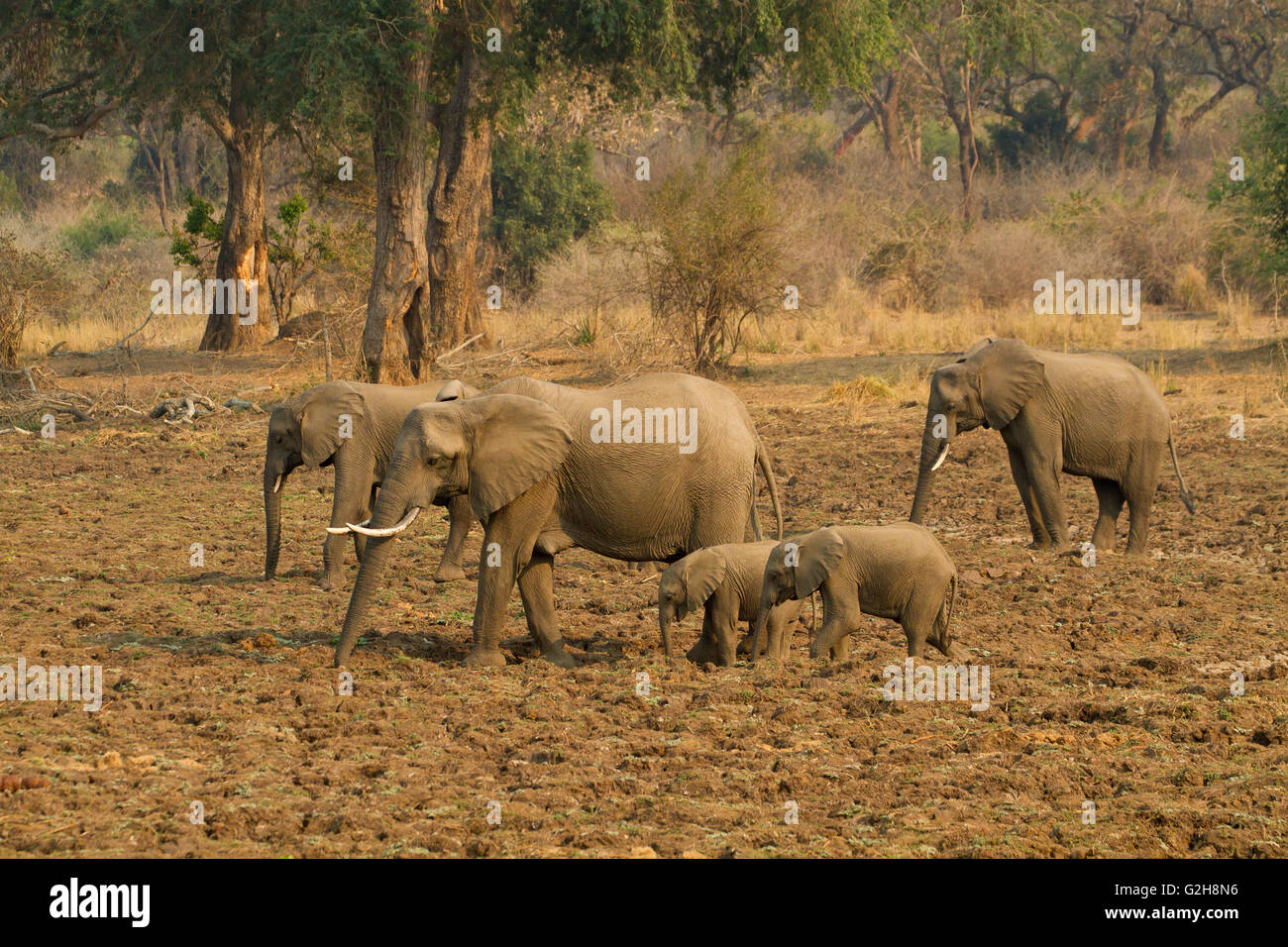 Cinque Elefante africano delle madri e bambini nel Parco Nazionale del Lower Zambesi, Zambia, Africa Foto Stock