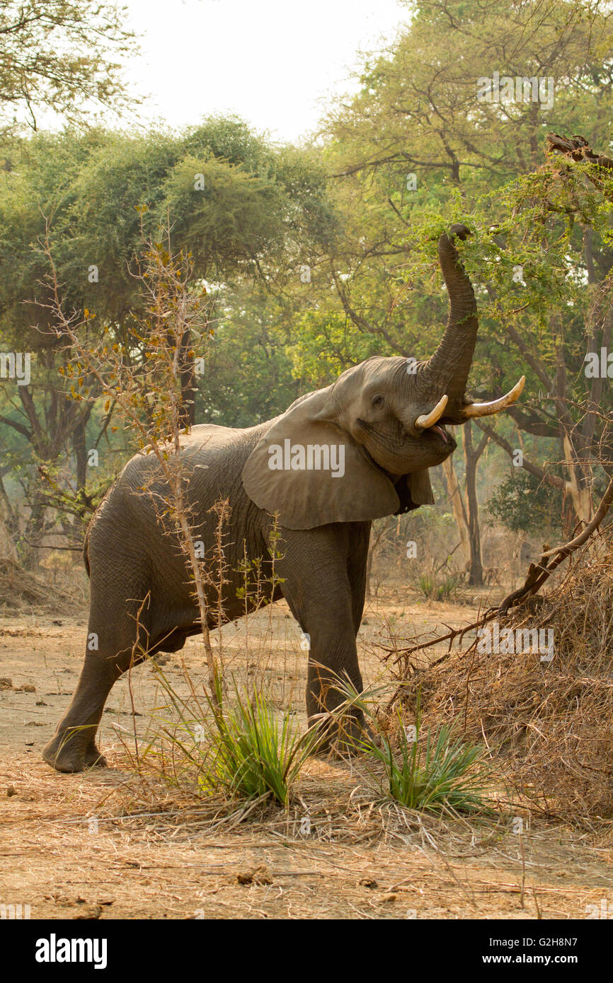 Elefante africano con elevati tronco, mangiare le foglie in Lower Zambezi National Park, Zambia, Africa Foto Stock