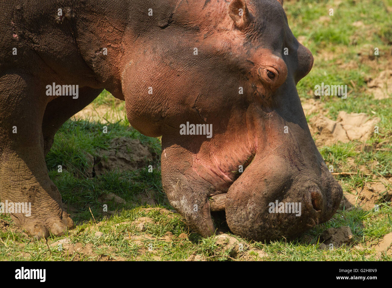 Ippopotamo mangiare erba vicino al Royal Zambesi Lodge in Zambia, Africa Foto Stock