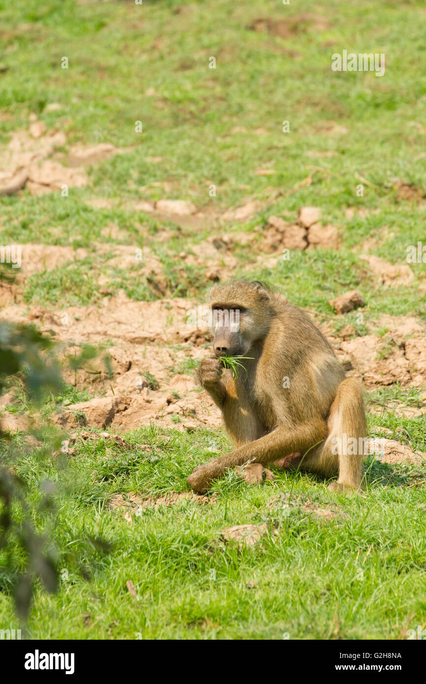 Chacma Baboon mangiare erba vicino al Royal Zambesi Lodge, nella zona erbosa tra il fiume Zambesi e il lodge, in Zambia, Foto Stock