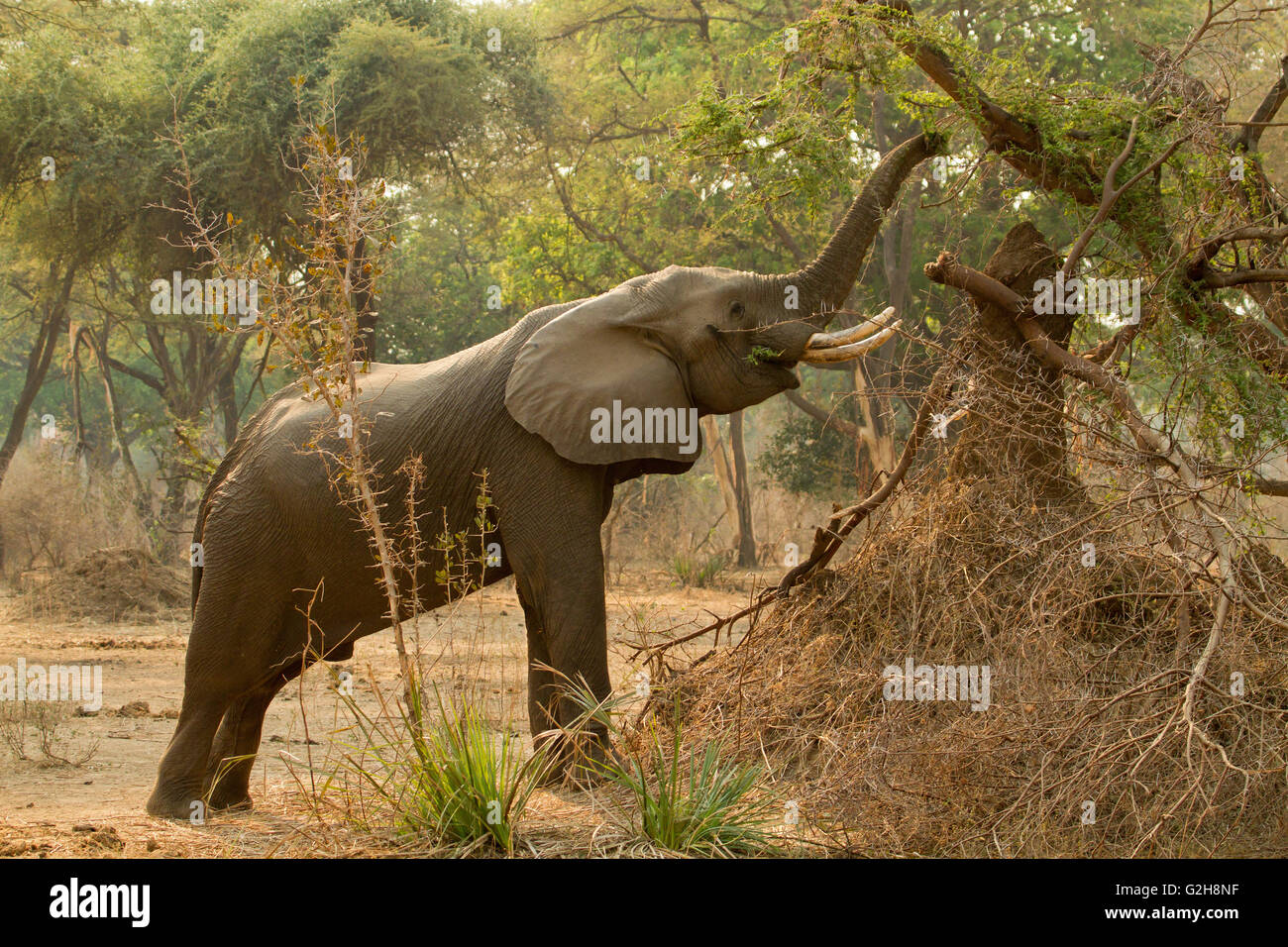 Elefante africano con elevati tronco, mangiare le foglie in Lower Zambezi National Park, Zambia, Africa Foto Stock