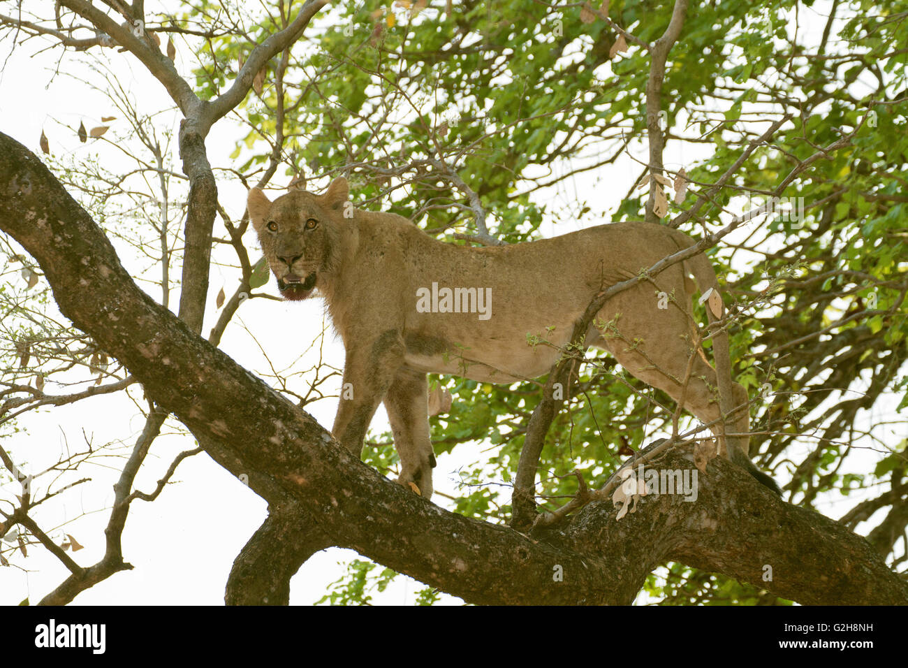 Leone femmina in piedi in un albero nel Parco Nazionale del Lower Zambesi, Zambia, Africa Foto Stock