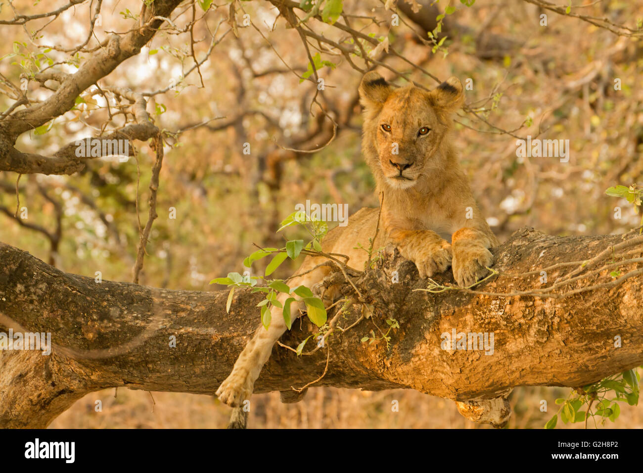 Circa due anni lion maschio nella struttura ad albero in Zambezi National Park, Zambia, Africa Foto Stock
