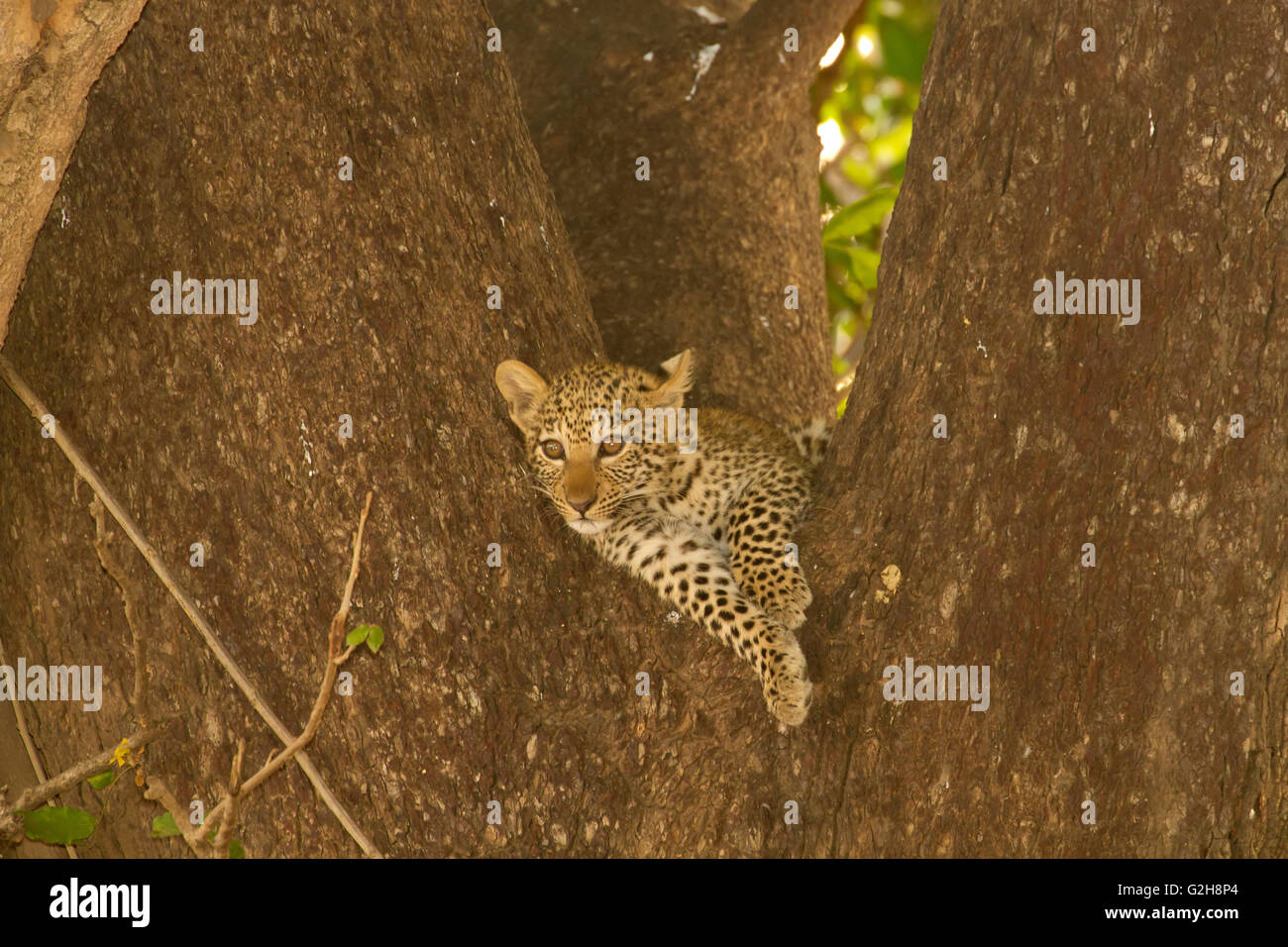 Baby Leopard a sinistra in un albero mentre sua madre è andato a caccia di cibo, nel Parco Nazionale del Lower Zambesi, Zambia, Africa Foto Stock
