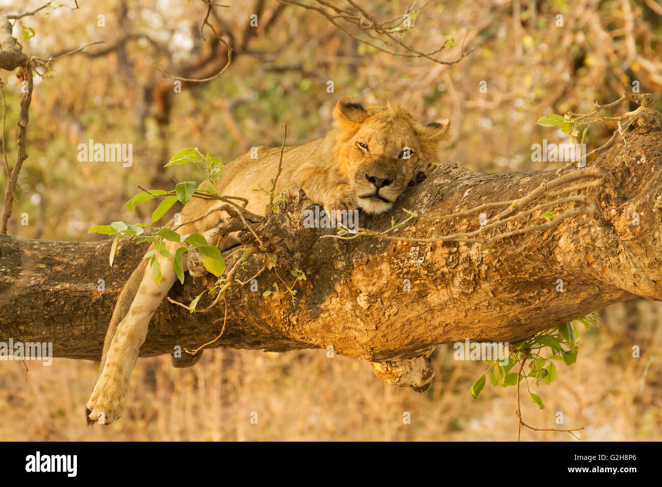 Circa due anni leone maschio in appoggio in una struttura ad albero in Lower Zambezi National Park, Zambia, Africa Foto Stock