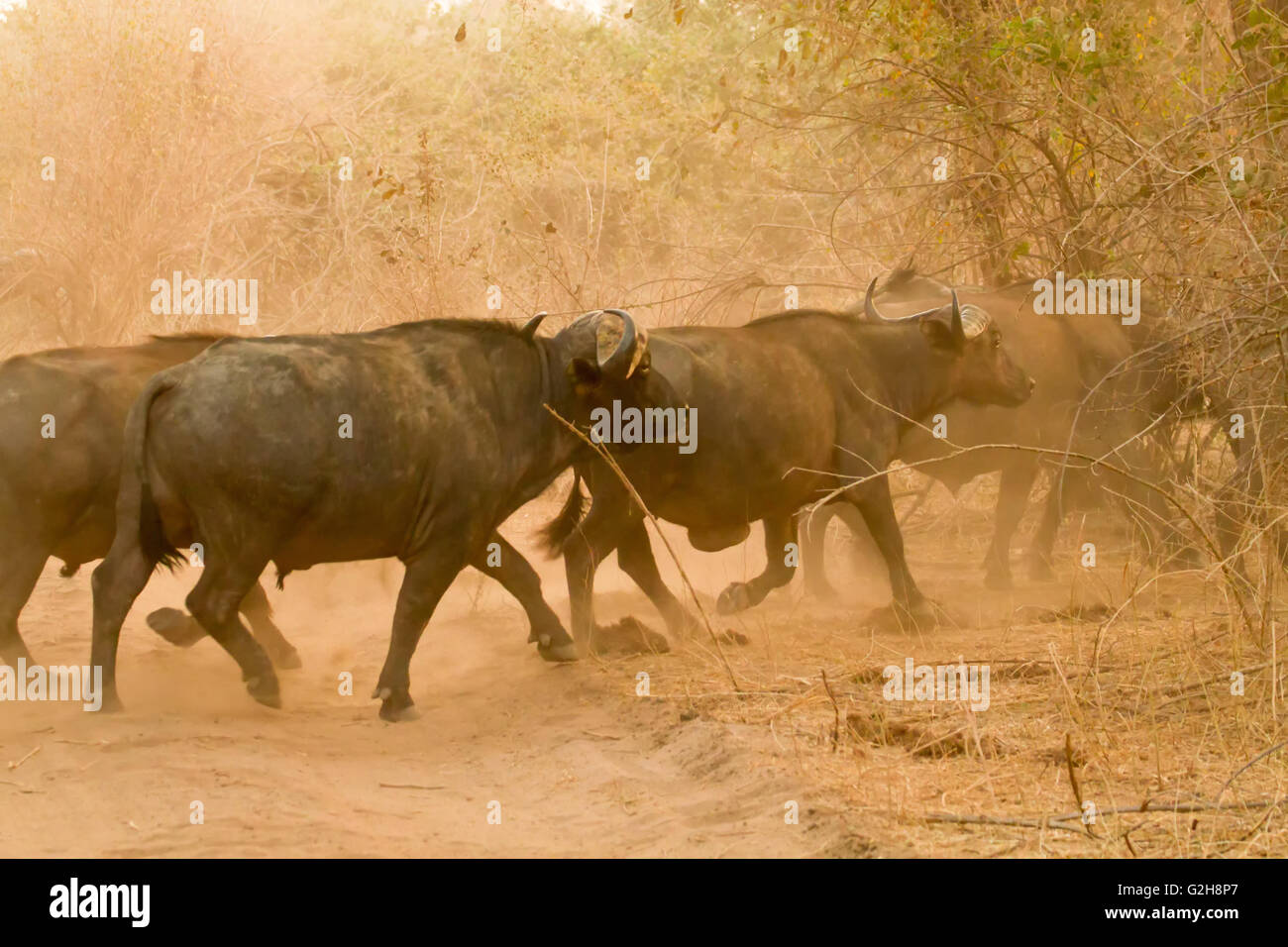 Mandria di bufali africani in esecuzione attraverso una strada sterrata, agitazione della polvere, nel Parco Nazionale del Lower Zambesi, Zambia, Africa Foto Stock