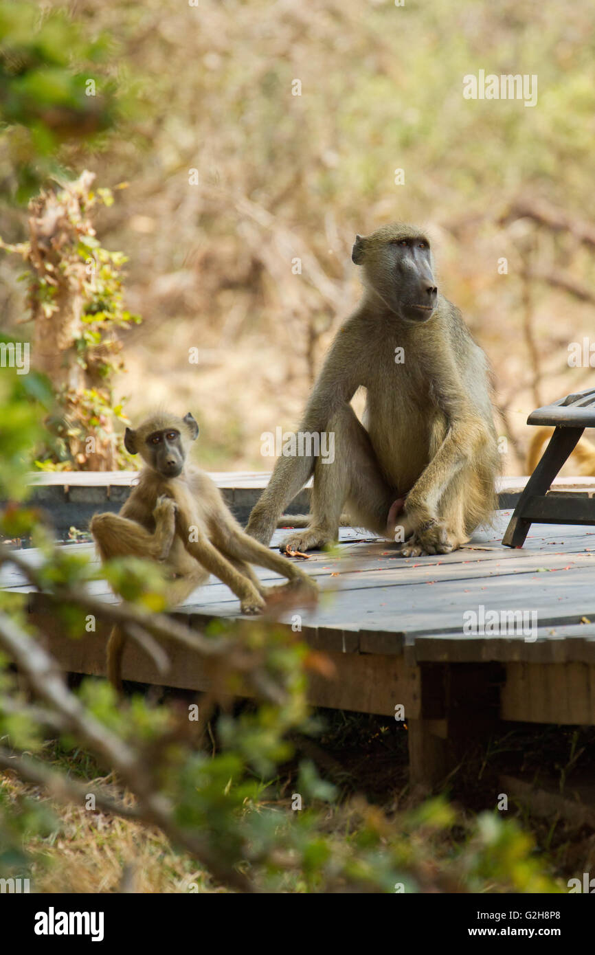 Due Chacma babbuini su un ponte di legno sui terreni della Royal Zambesi Lodge vicino al Parco Nazionale del Lower Zambesi, Zambia, Africa Foto Stock