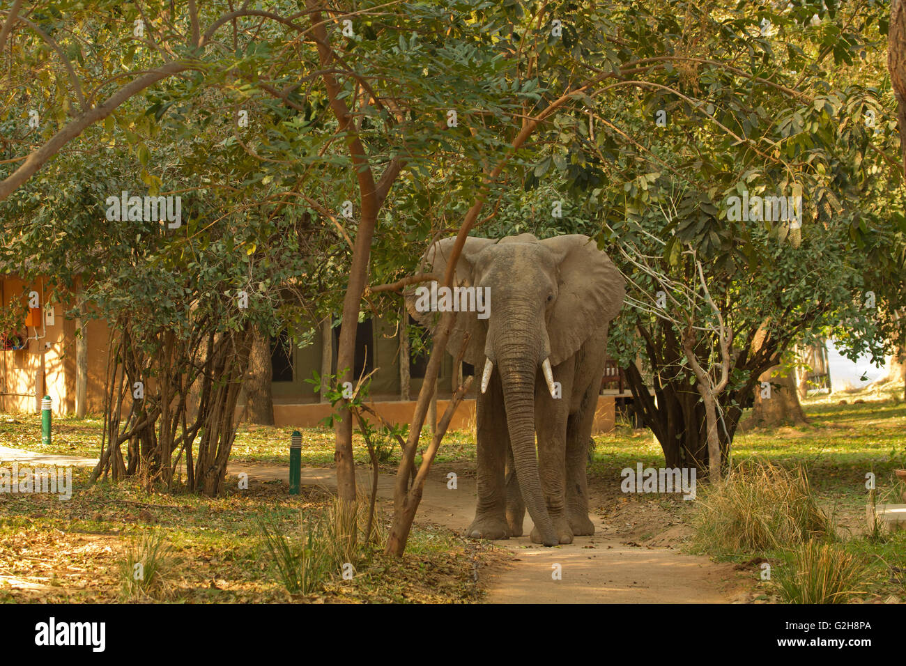 Elefante africano con orecchie slabbrati, camminando su un percorso presso il Royal Zambesi Lodge, Zambia, Africa Foto Stock