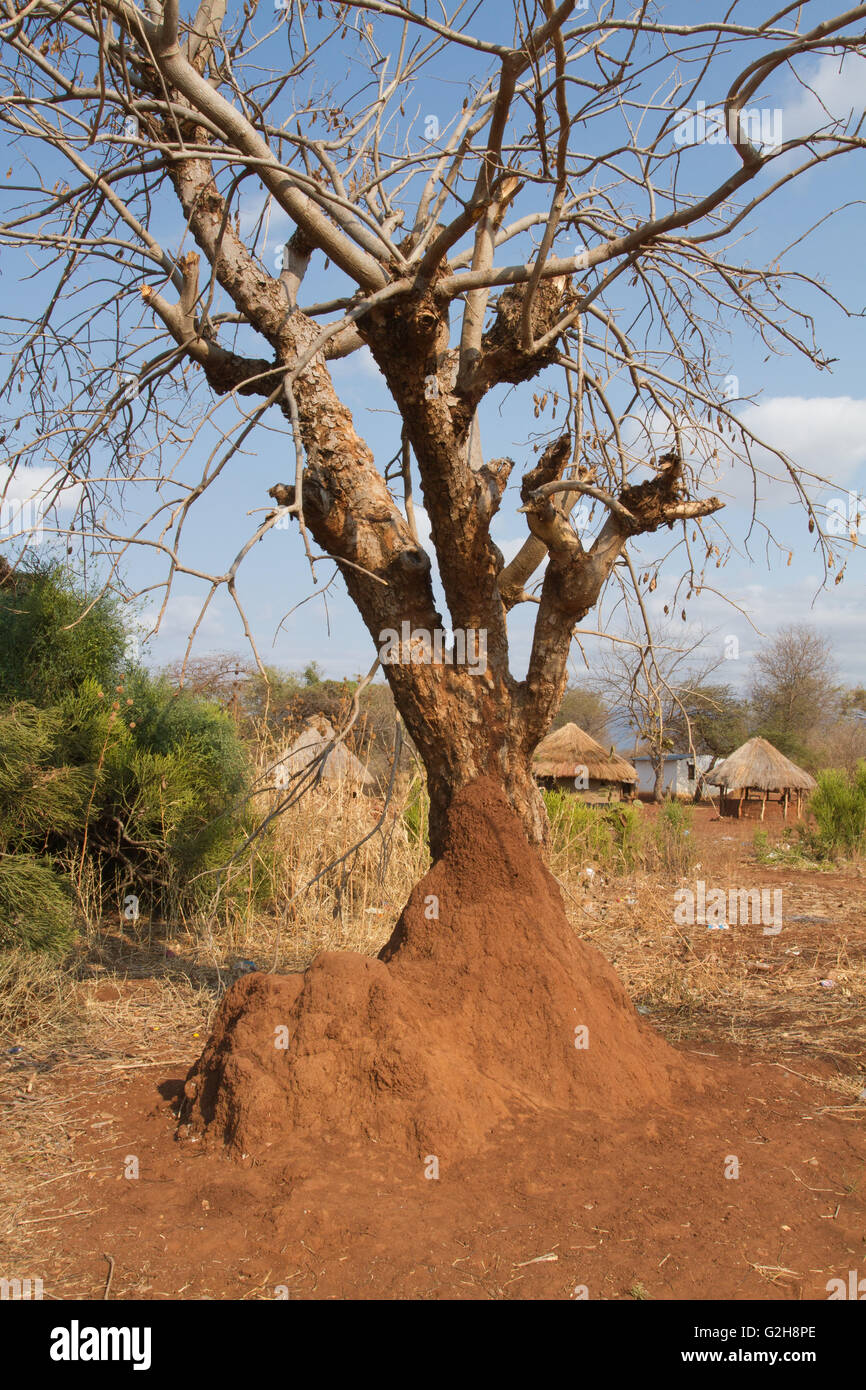 Acacia albero che cresce in termite mound al Chiawa Villaggio Culturale sul fiume Zambesi in Zambia, Africa Foto Stock