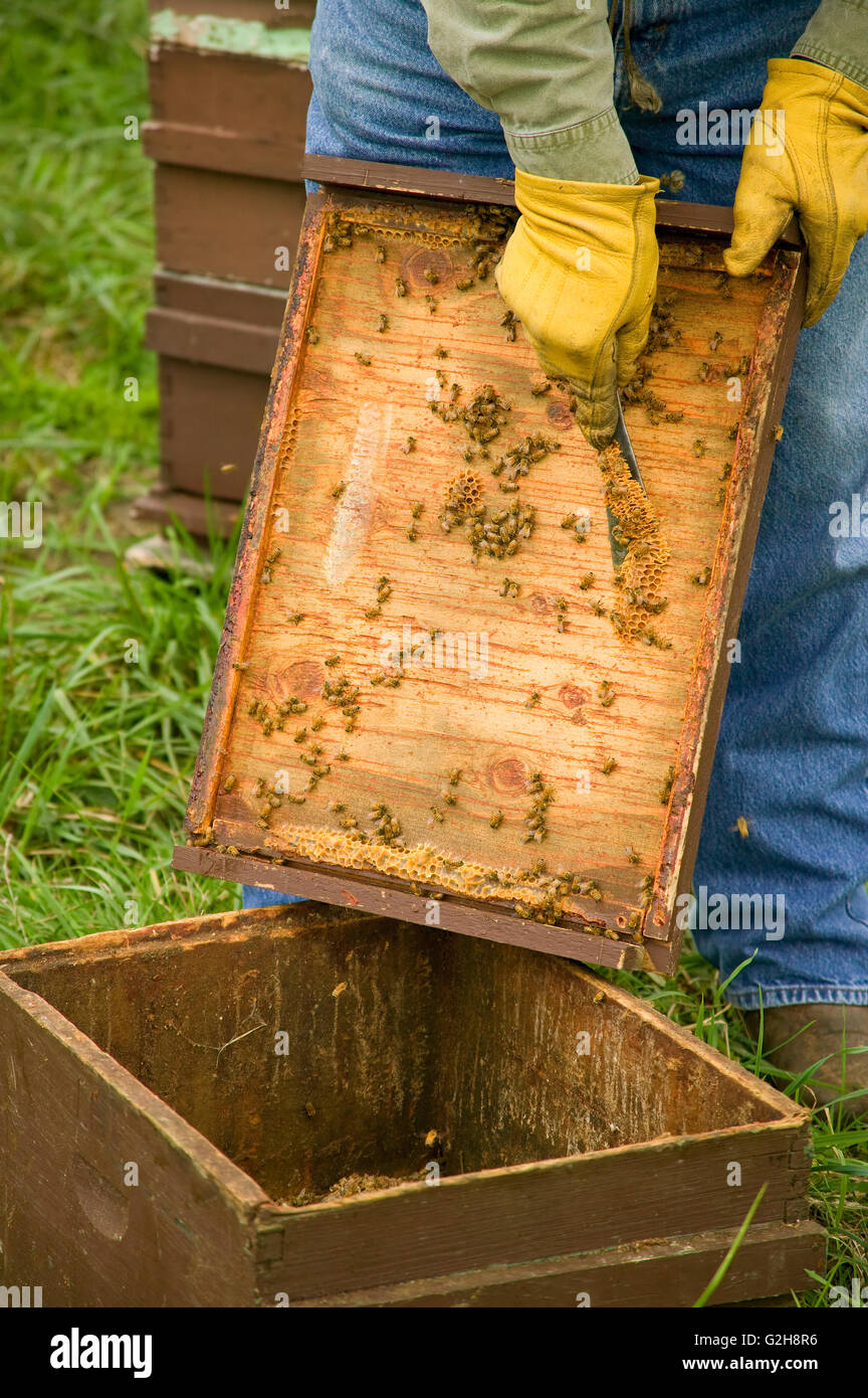Uomo di raschiamento della cera d'api fuori dell'alveare Langstroth coperchio utilizzando un attrezzo di alveare Foto Stock