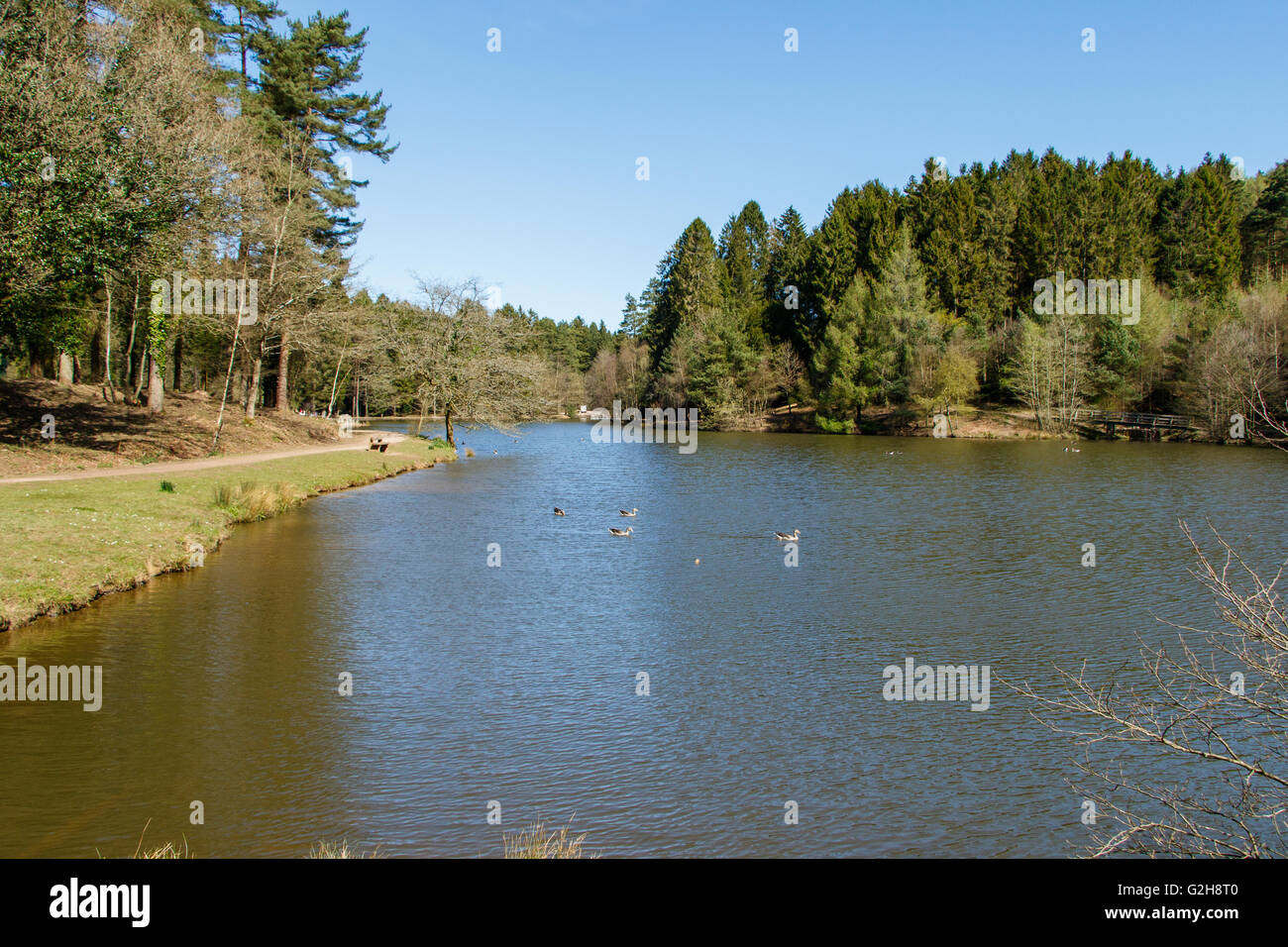 Germani reali Pike lago nella Foresta di Dean Foto Stock
