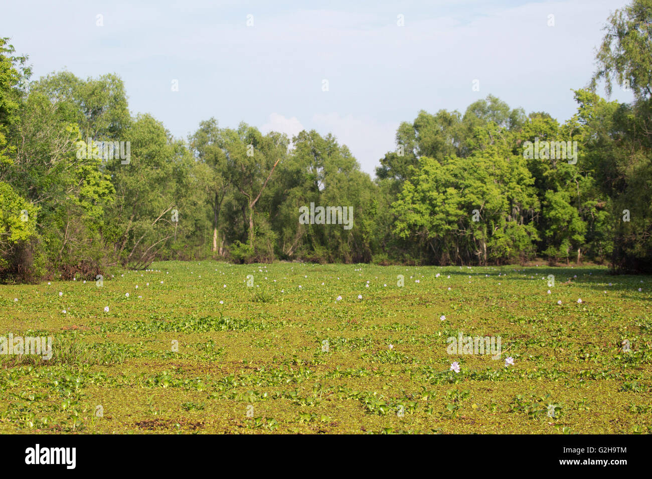 Salvinia e giacinto di acqua (Eichhornia crassipes) che ricopre completamente la superficie dell'acqua nella palude Atchafalaya Foto Stock