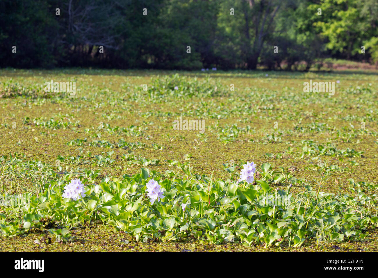 Giacinto di acqua (Eichhornia crassipes) e Salvinia che copre completamente la superficie dell'acqua nella palude Atchafalaya Foto Stock