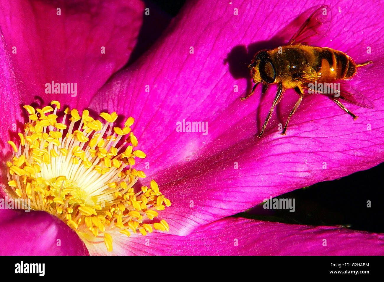 Il miele delle api su una Pink Camellia con luminosi stami gialli Foto Stock