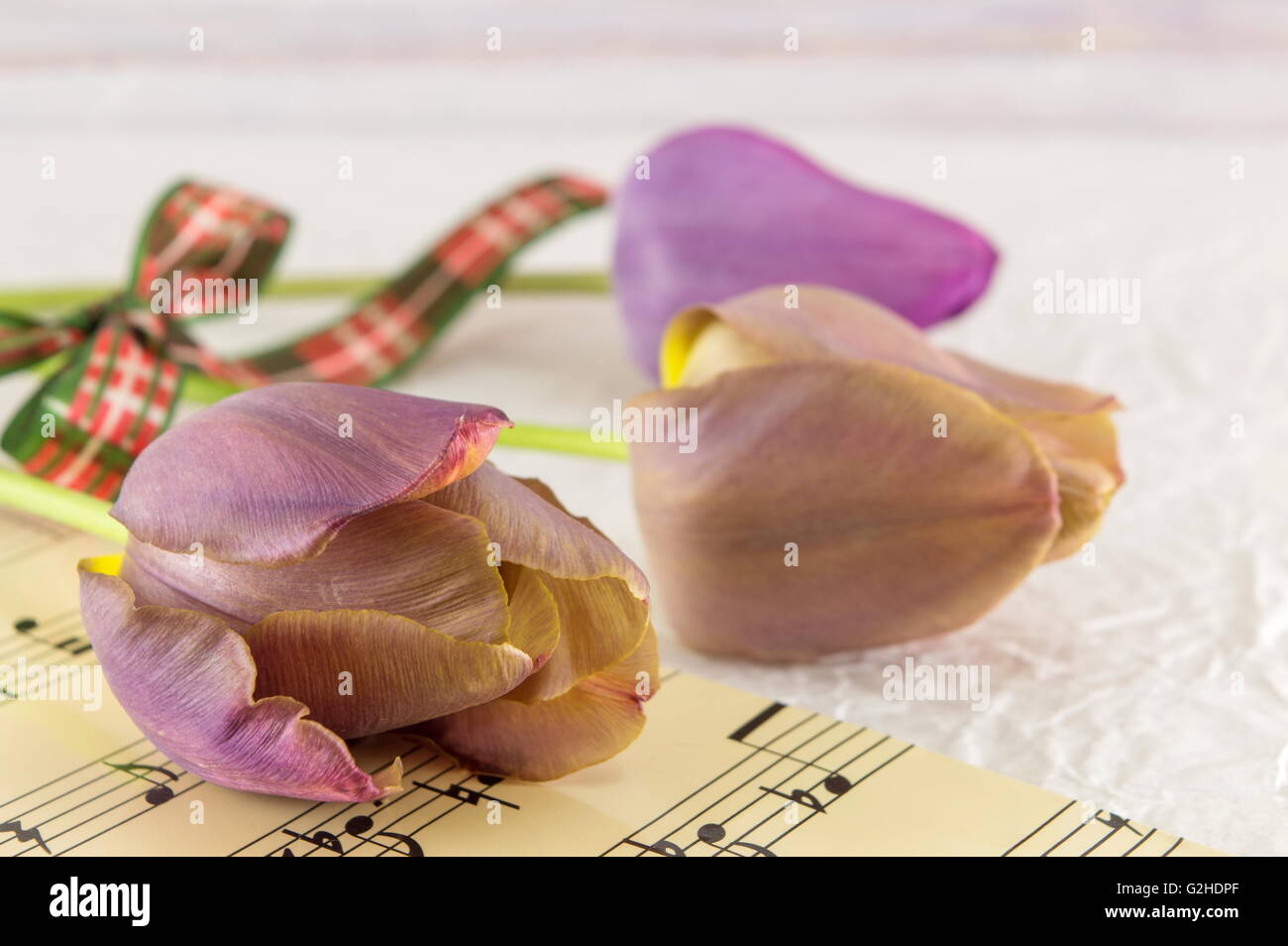Viola i tulipani su un foglio di musica note Foto Stock