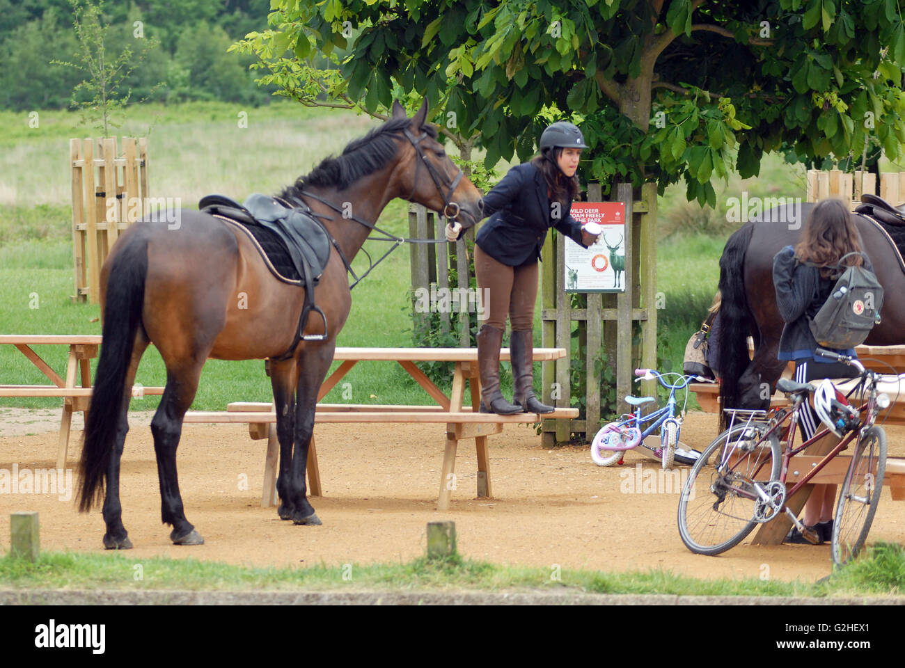 Richmond Park, Londra, Regno Unito, 30 maggio 2016, Cavallo cavaliere remounts alla sala da tè in Richmond Park su nuvoloso bank holiday. Credito: JOHNNY ARMSTEAD/Alamy Live News Foto Stock