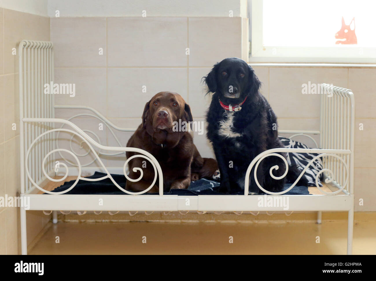 Kettershausen, Germania. 25 Maggio, 2016. Un Labrador chiamato lui (l) e un mongrel nome Luna di sedersi su un letto in un cane hotel in Kettershausen, Germania, 25 maggio 2016. Foto: Karl-Josef Hildenbrand /dpa/Alamy Live News Foto Stock
