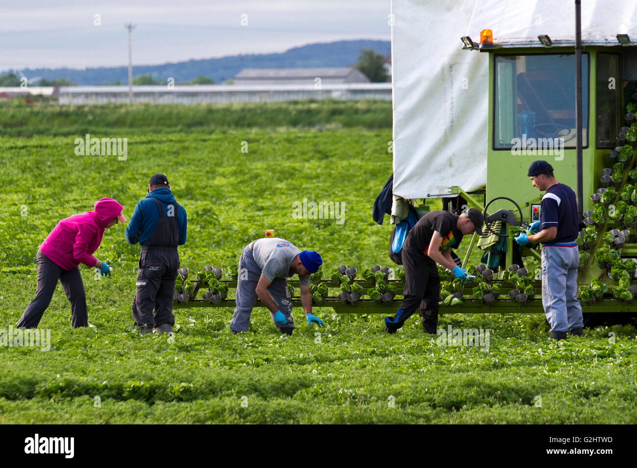 Raccolta della lattuga a Tarleton, Lancashire, Regno Unito. Giugno, 2016. I lavoratori agricoli migranti si recano ogni anno a Tarleton per contribuire alla coltivazione e alla raccolta di insalate, che vengono poi vendute ai principali supermercati del Regno Unito. I datori di lavoro agricoli possono includere agricoltori, cooperative agricole, elevatori di grano, case verdi, trasformatori alimentari e vivai. Alcuni possono stipulare contratti con appaltatori del lavoro agricolo per sorvegliare l'assunzione e il pagamento degli equipaggi migranti o stagionali. Credit: Cernan Elias/Alamy Live News Foto Stock