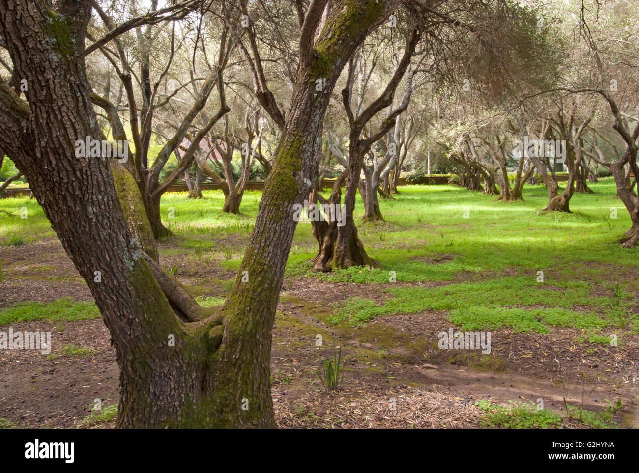 Olive Orchard at Filoli House e giardini sul Registro Nazionale dei Luoghi Storici e California Storico e distintivo Foto Stock