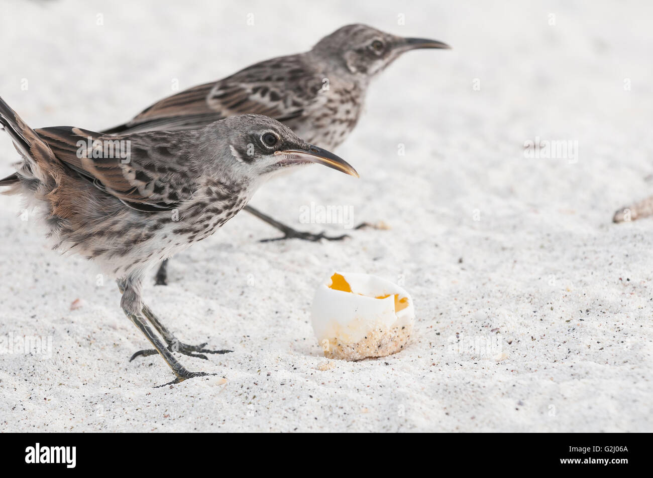 Il cofano Mockingbird, Mimus macdonaldi (Nesomimus macdonaldi), si nutrono di uova di tartaruga, Isla Española (il cofano), Galapagos, Ecuador Foto Stock