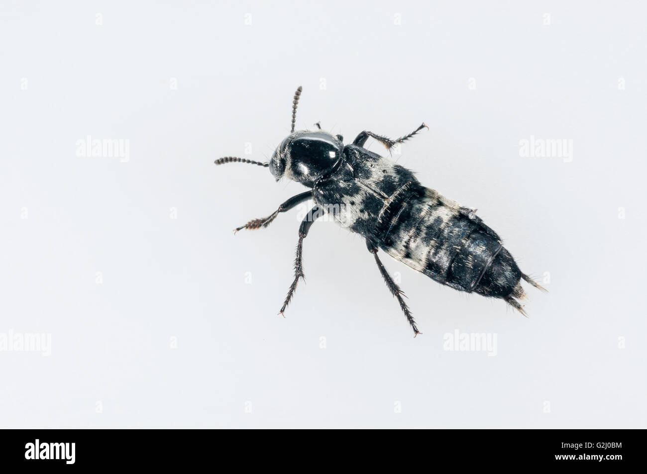 Hairy rove beetle, Creophilus maxillosus; nativo per USA orientale; intaglio con sfondo bianco Foto Stock