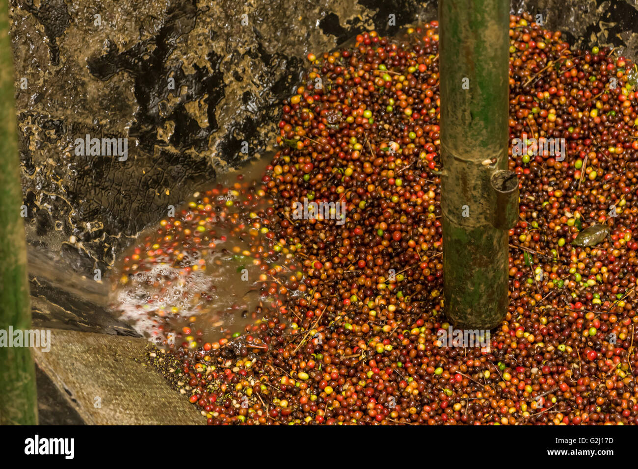 Grande vasca di bacche di caffè (fagioli) essendo lavato in corrispondenza della prima stazione nel caffè del processo di produzione Foto Stock