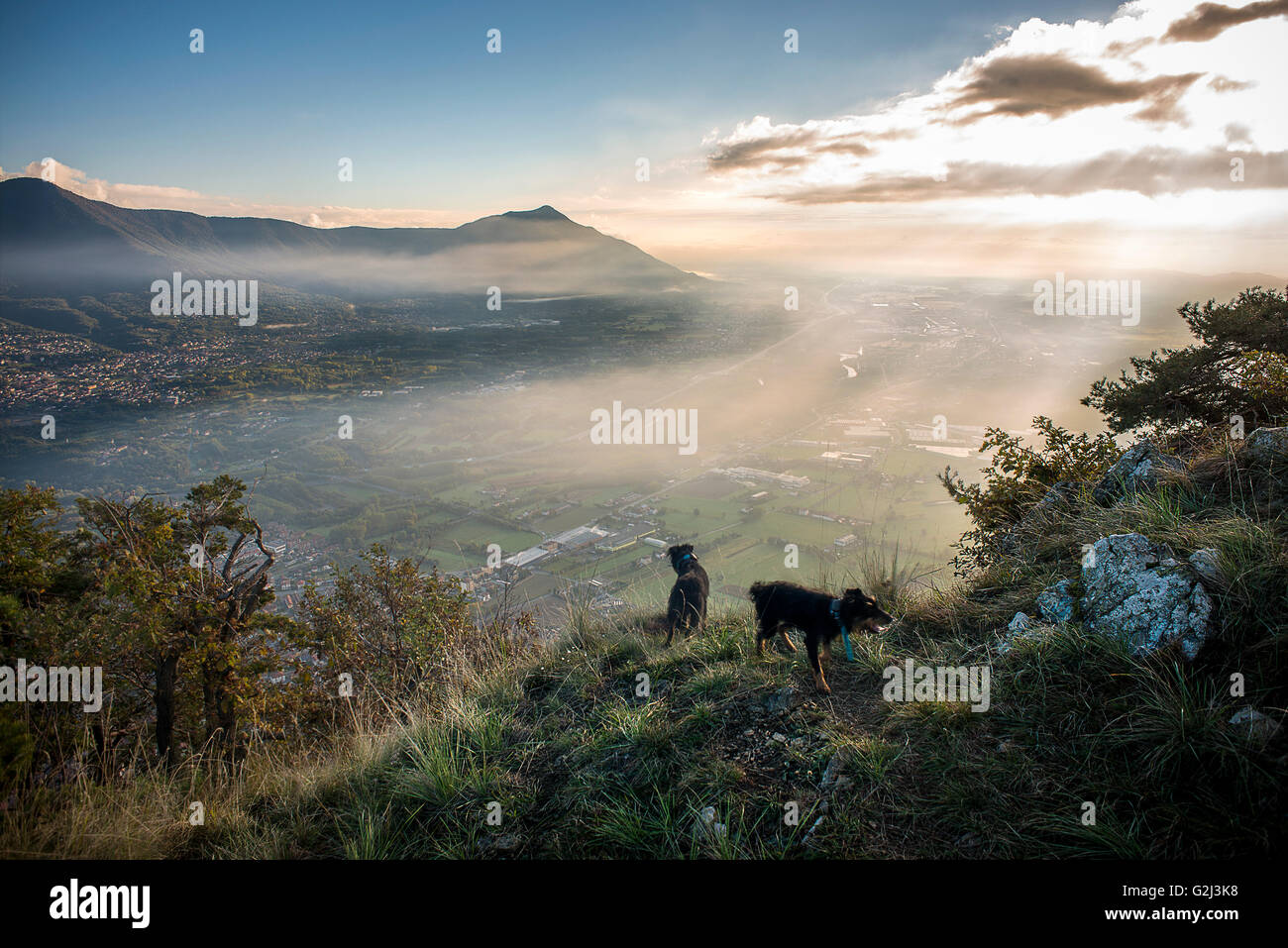 Due cani da caccia sulla scogliera che si affaccia sulla Valle di Susa, Piemonte, Italia Foto Stock