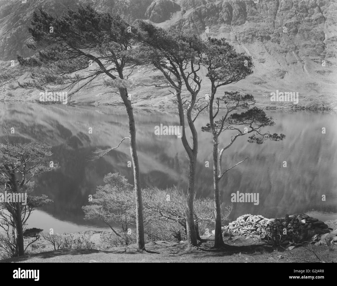 Tre Alberi, Doolough, County Mayo, Irlanda Foto Stock