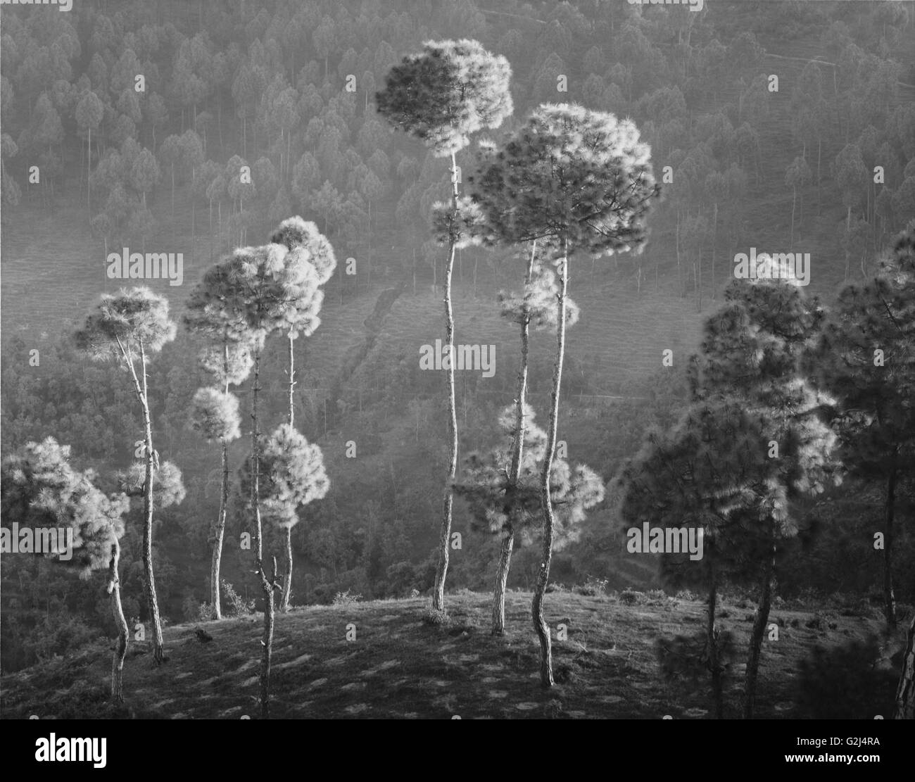 Alberi, Visankhukot, Nepal Foto Stock