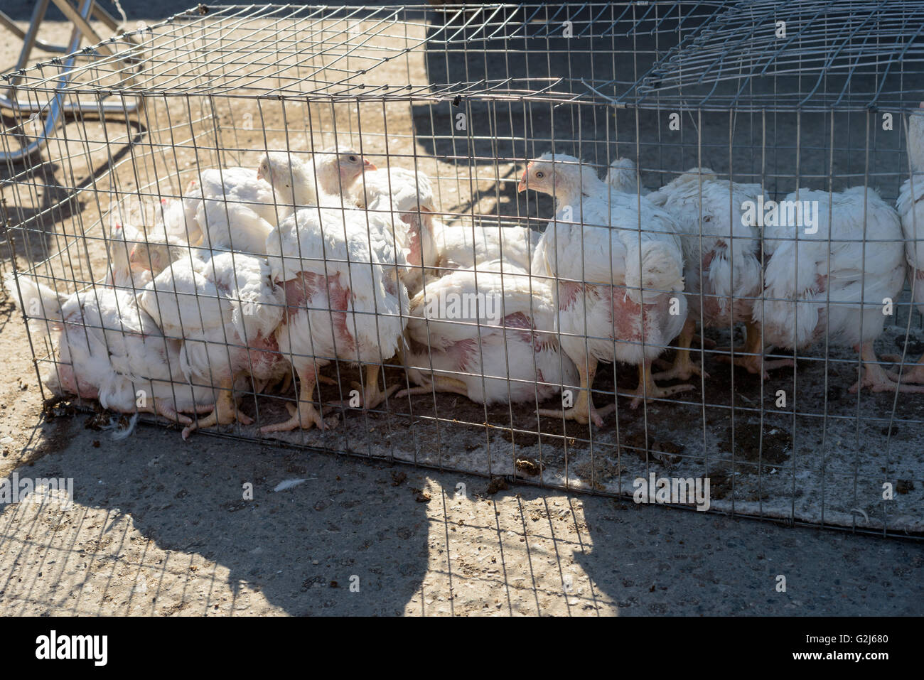 Bianco in gabbia ai polli da carne per la vendita su un mercato in stallo  in gabbie in Raevka, Repubblica del Bashkortostan, Federazione russa Foto  stock - Alamy