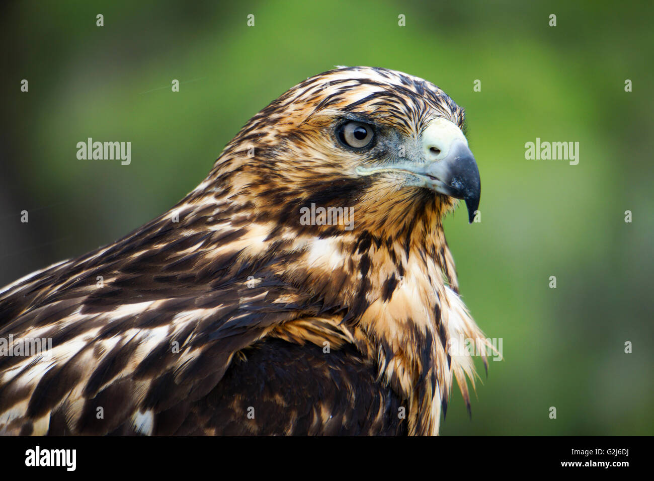 Le Galapagos hawk (Buteo galapagoensis) su una roccia. Questo rapace è nativo per le isole Galapagos, dove si nutre di un ampia v Foto Stock