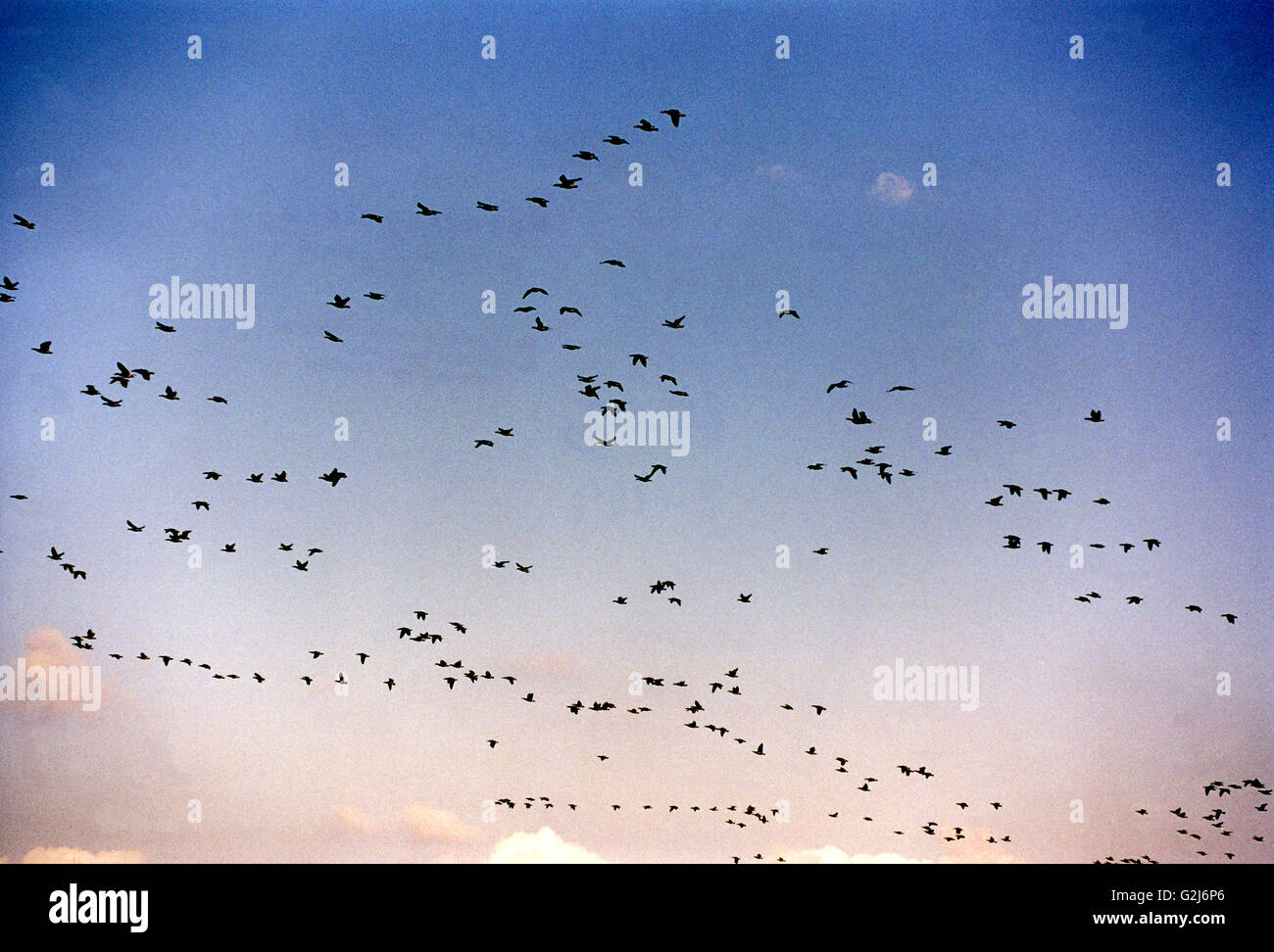 La migrazione degli uccelli verso il cielo Foto Stock