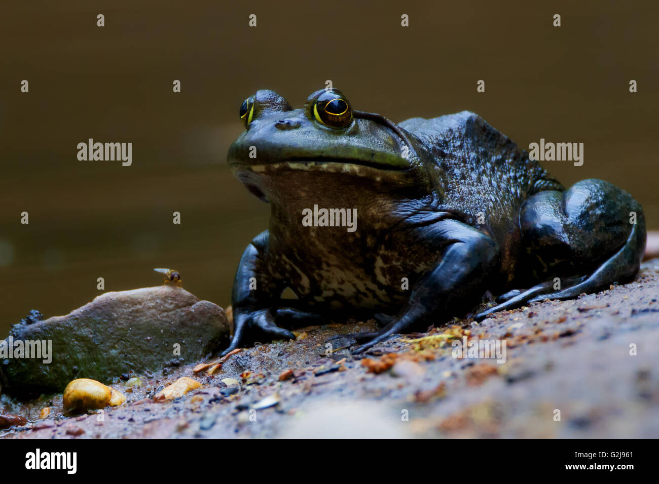 Bullfrog con volare su una banca fangose Foto Stock