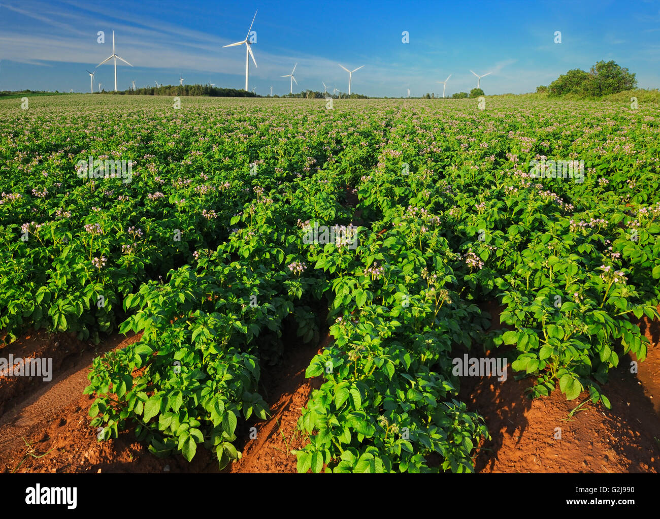 Campo di patate, terra rossa e delle turbine a vento West Cape Prince Edward Island in Canada Foto Stock