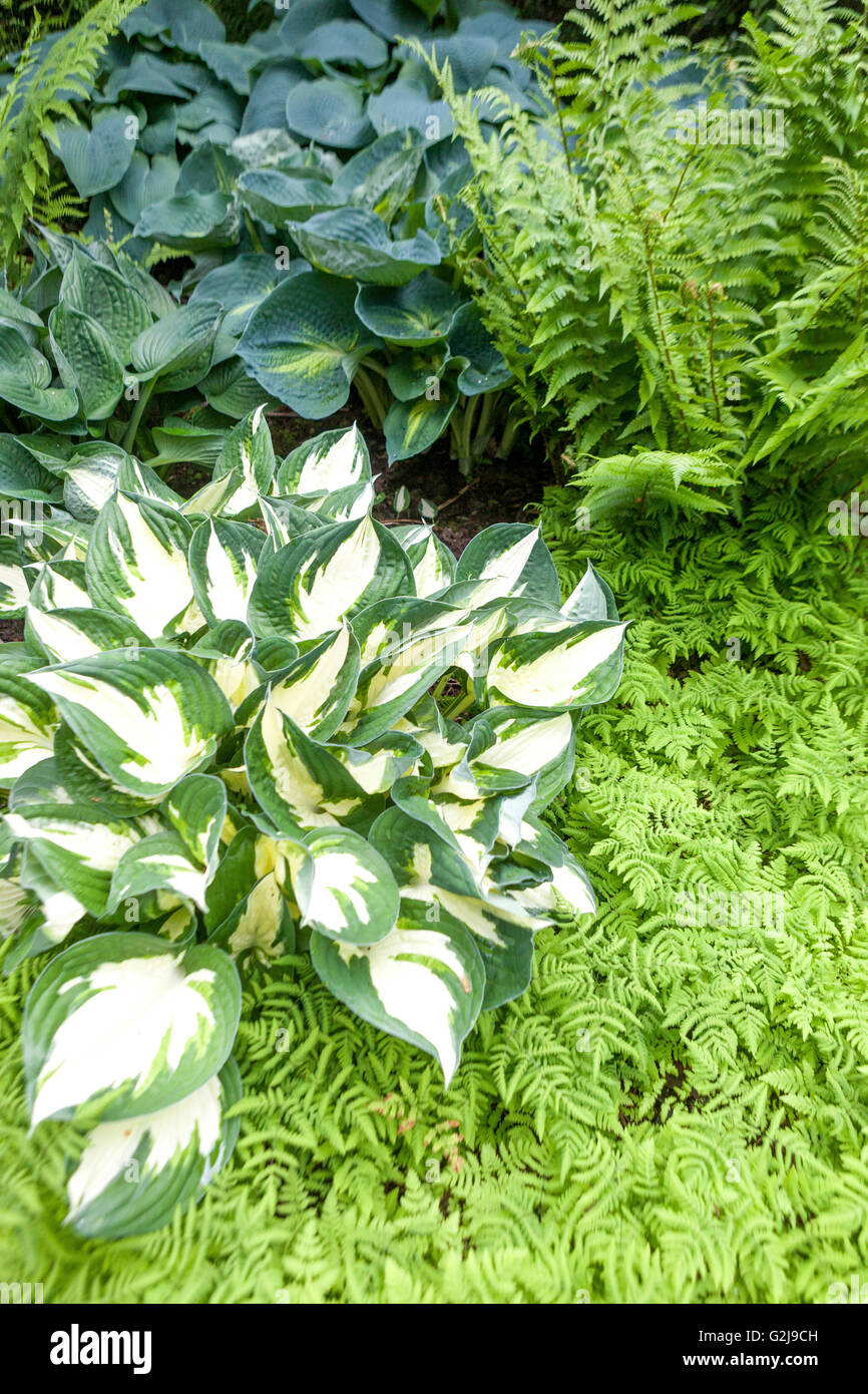 Hosta ' fuoco e ghiaccio', Hostas fern confine nel giardino Gymnocarpium piante dryopteris, felci decorativi fogliame Foto Stock