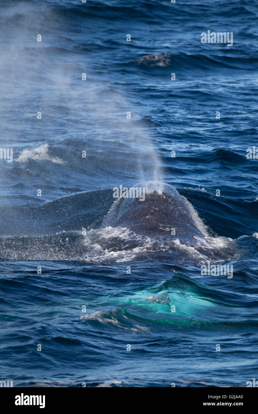 Bowhead whale, Balaena mysticetus, Svalbard, Norvegia Foto Stock