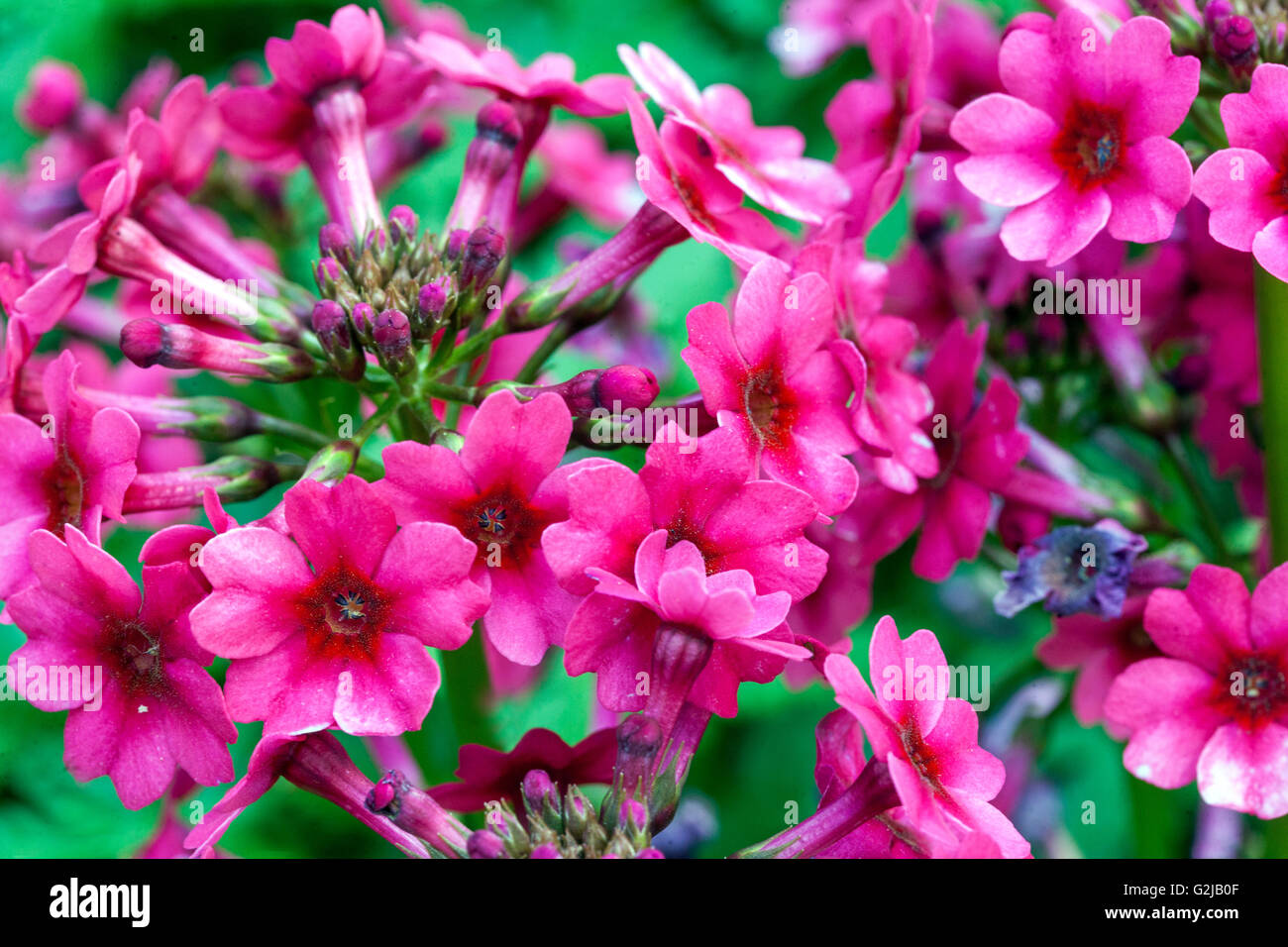 Primula japonica 'Miller cremisi dell', Foto Stock