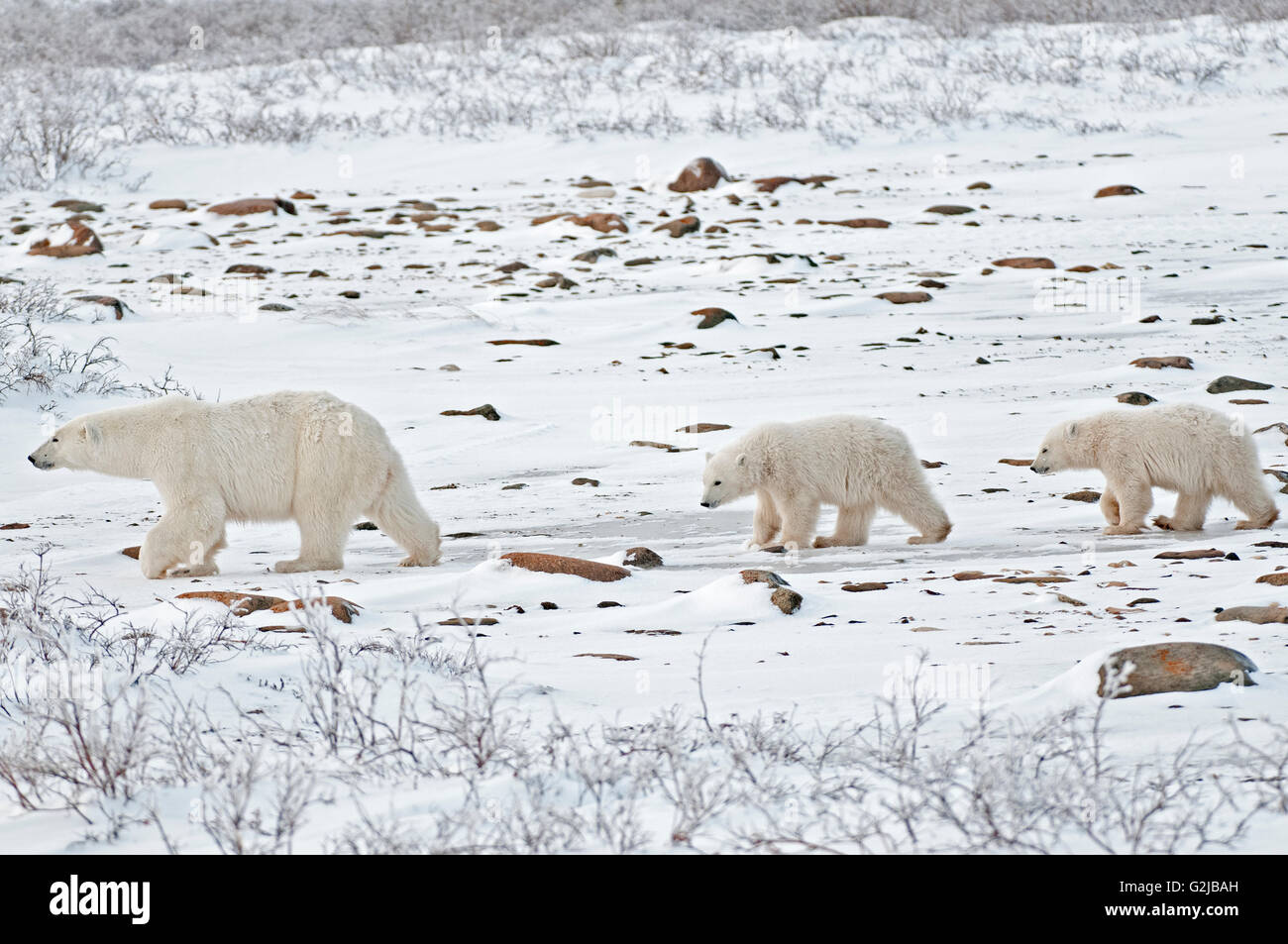 Orso polare sow e due cuccioli Ursus maritimus sulla tundra ghiacciata, Churchill, Manitoba, Canada Foto Stock