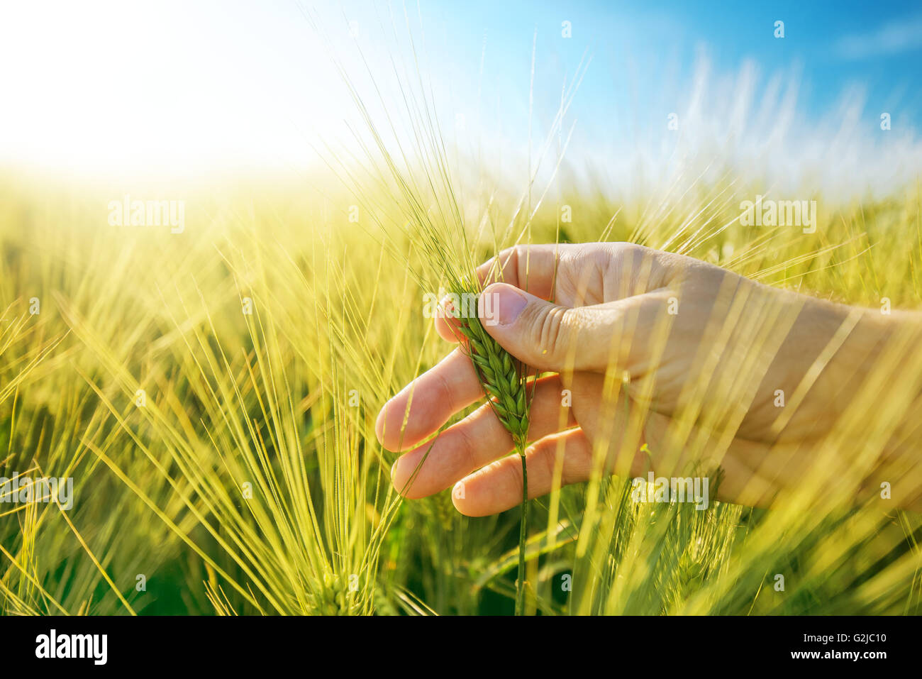 Agricoltore e la mano nella piantagione di orzo campo, Responsabile allevamento e dedicato alla produzione agricola, la Crop Protection e la crescita Foto Stock