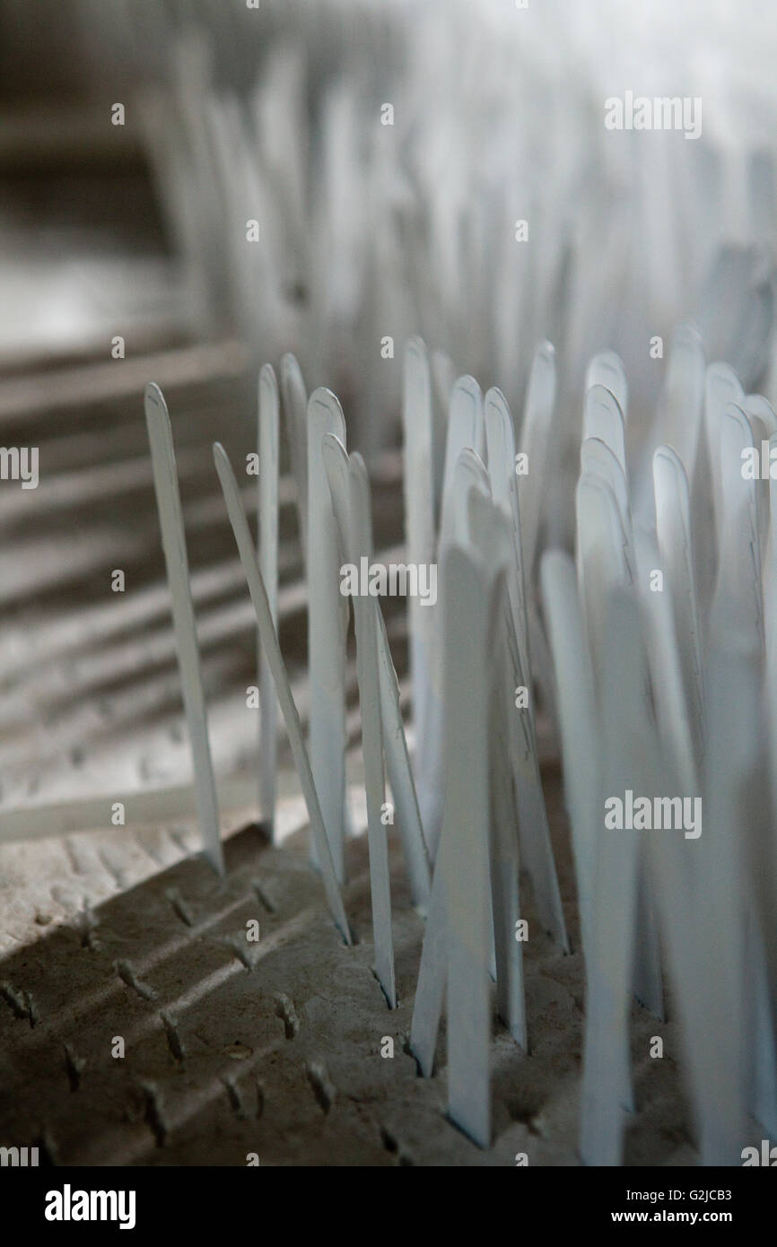 Tag Geo per identificare le piantine, Hawaiian latifoglie Legacy, Kukaiau Ranch, Mauna Kea Foto Stock