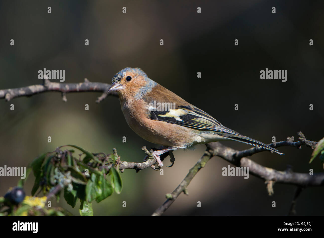 Un maschio (fringuello Fringilla coelebs) arroccato contro uno sfondo scuro in giardino suburbano, East Sussex, Regno Unito Foto Stock