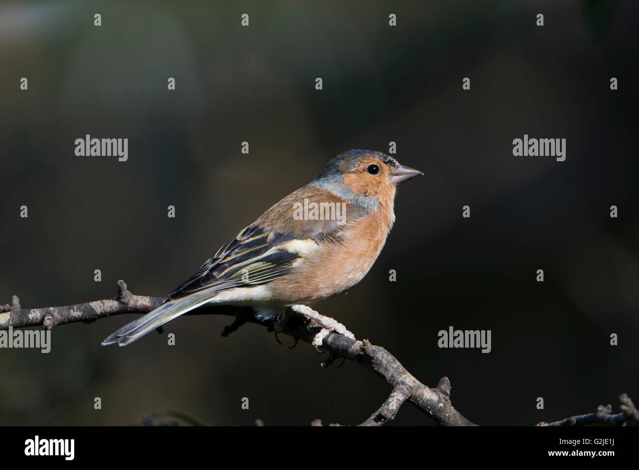 Un maschio (fringuello Fringilla coelebs) arroccato contro uno sfondo scuro in giardino suburbano, East Sussex, Regno Unito Foto Stock