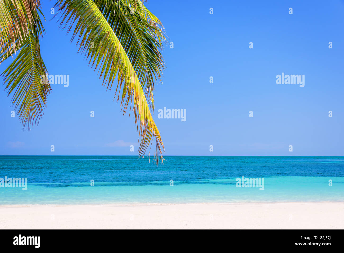 Spiaggia con palme e il mare dei Caraibi Foto Stock