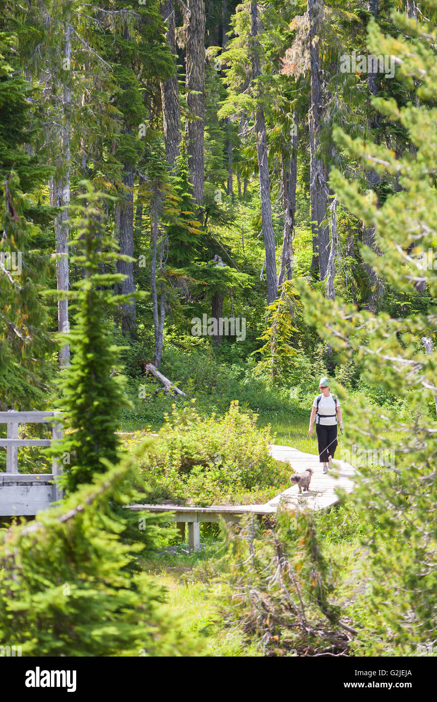 Una donna sola cane passeggiate lungo il Boardwalk Paradise prati in Strathcona Park Washington Mt,Courtenay Comox Valley Vancouver Foto Stock