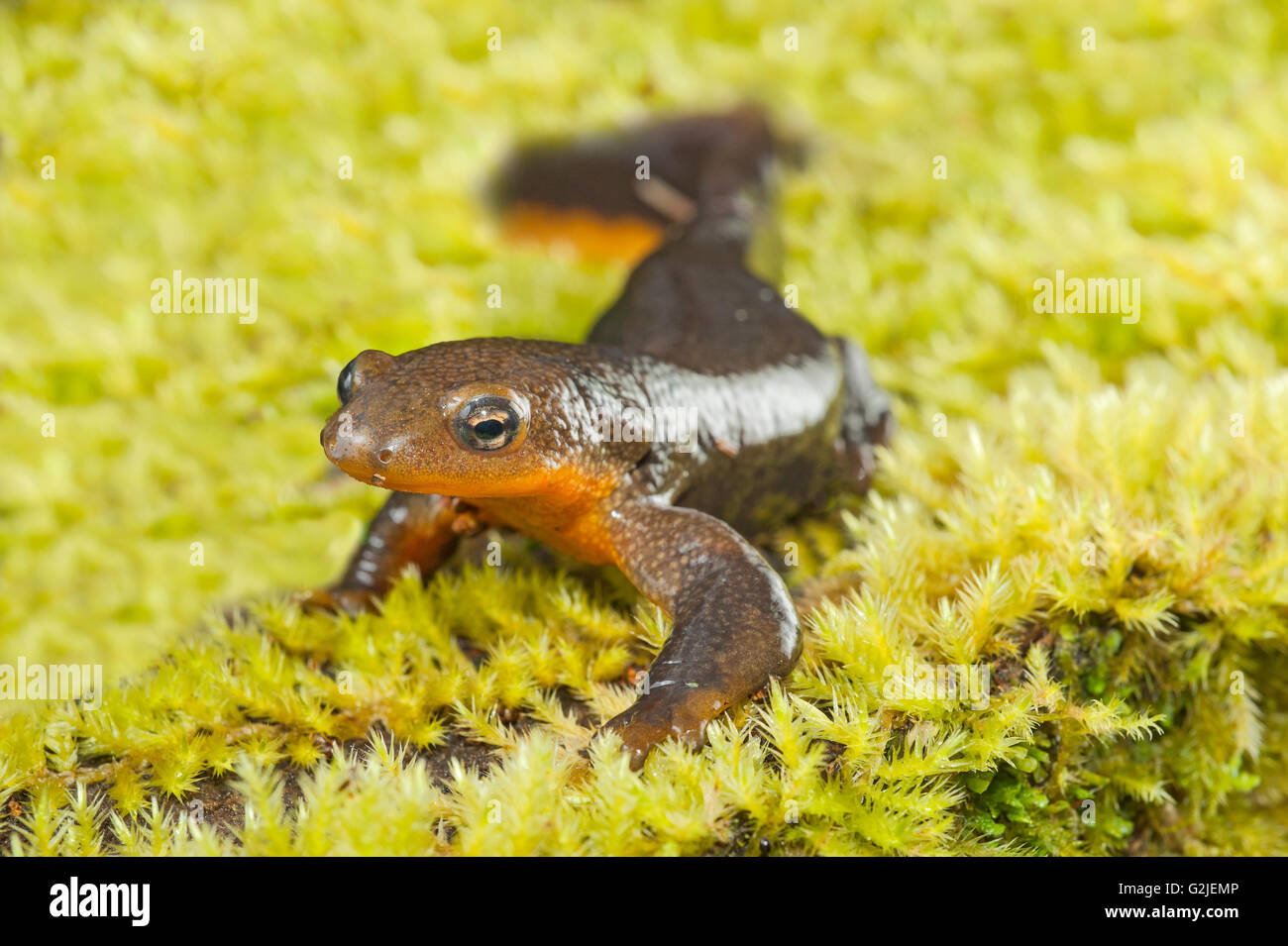 Ruvida maschio-pelato newt (Taricha granulosa), foreste pluviali temperate, costa centrale del British Columbia, Bella Coola, Canada Foto Stock