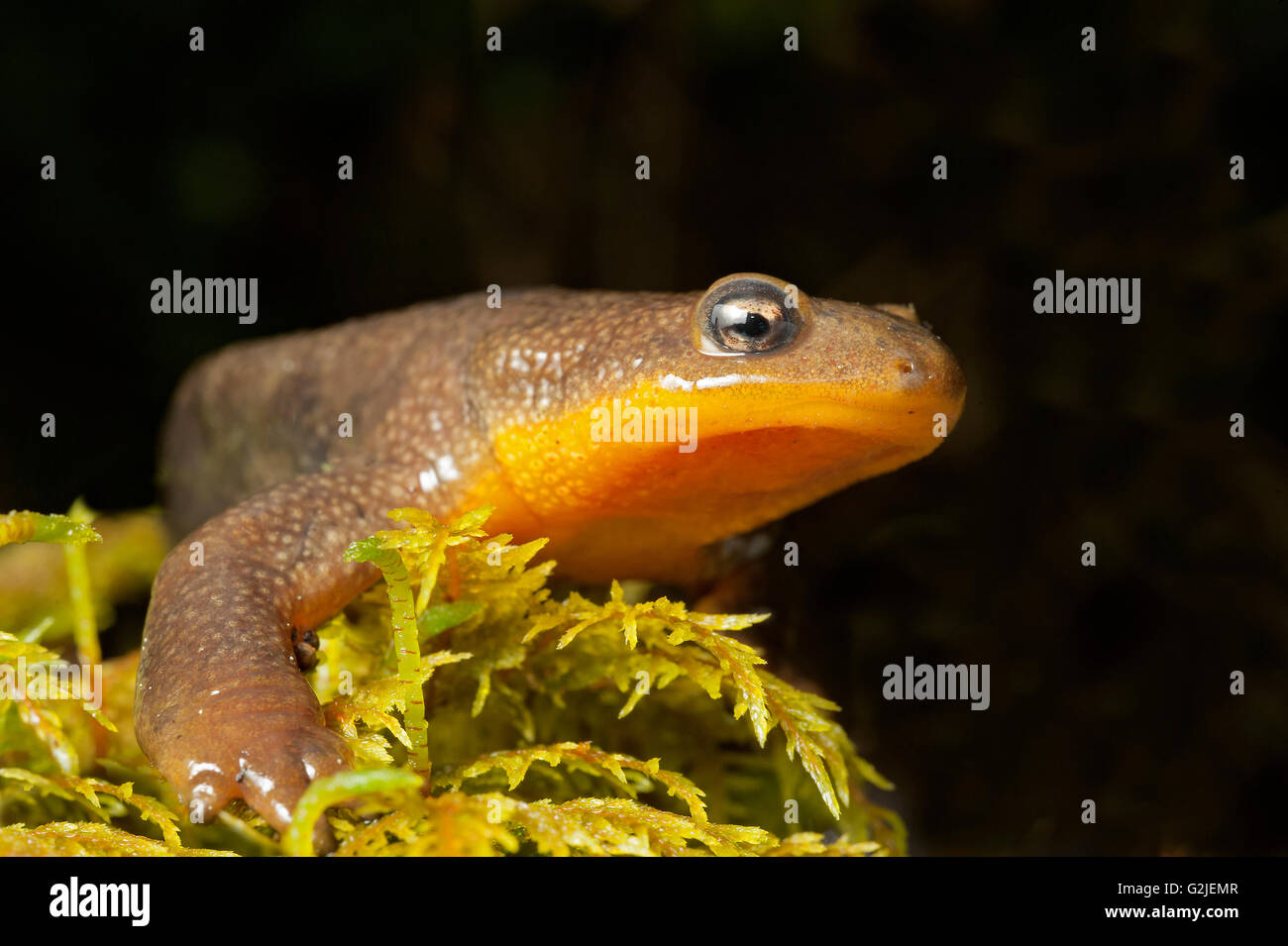 Ruvida maschio-pelato newt (Taricha granulosa), foreste pluviali temperate, costa centrale del British Columbia, Bella Coola, Canada Foto Stock