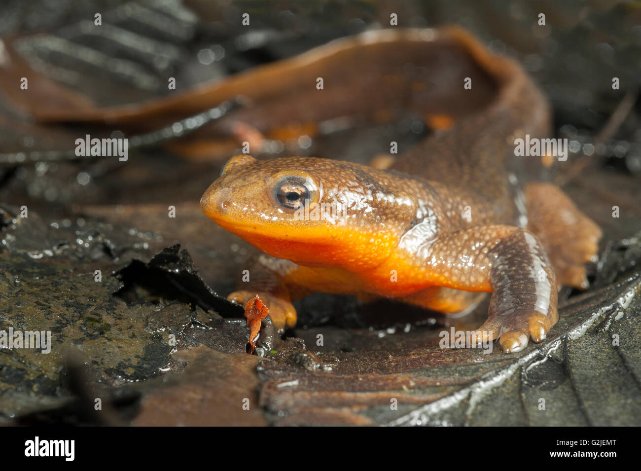 Ruvida maschio-pelato newt (Taricha granulosa), foreste pluviali temperate, costa centrale del British Columbia, Bella Coola, Canada Foto Stock