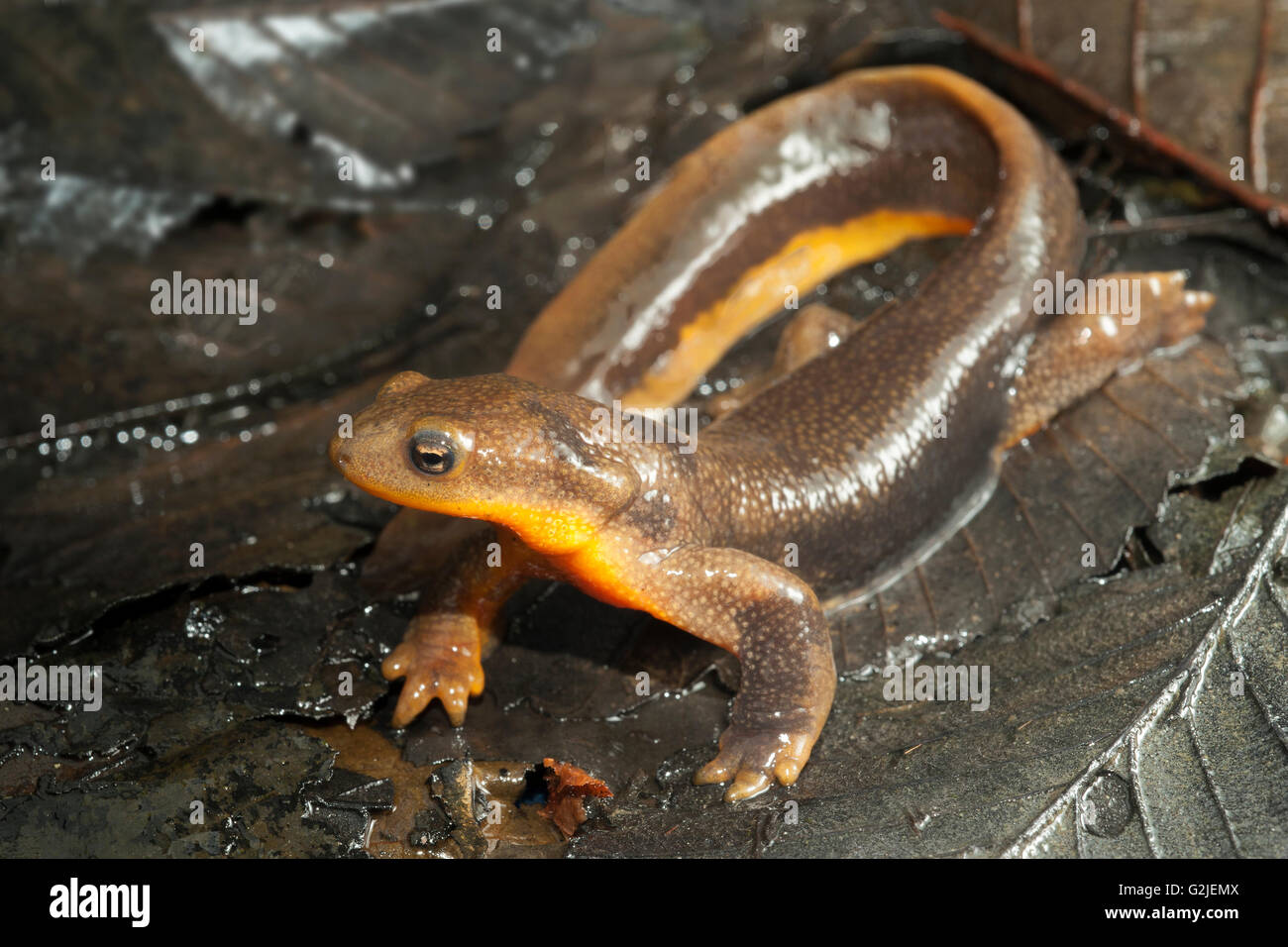 Ruvida maschio-pelato newt (Taricha granulosa), foreste pluviali temperate, costa centrale del British Columbia, Bella Coola, Canada Foto Stock